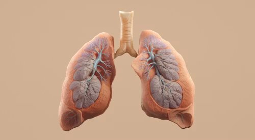 Organ Transplant